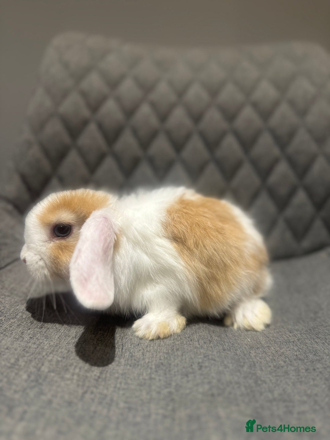 Mini Lop rabbits for sale: Mini Lop Bunnies  - Image 7