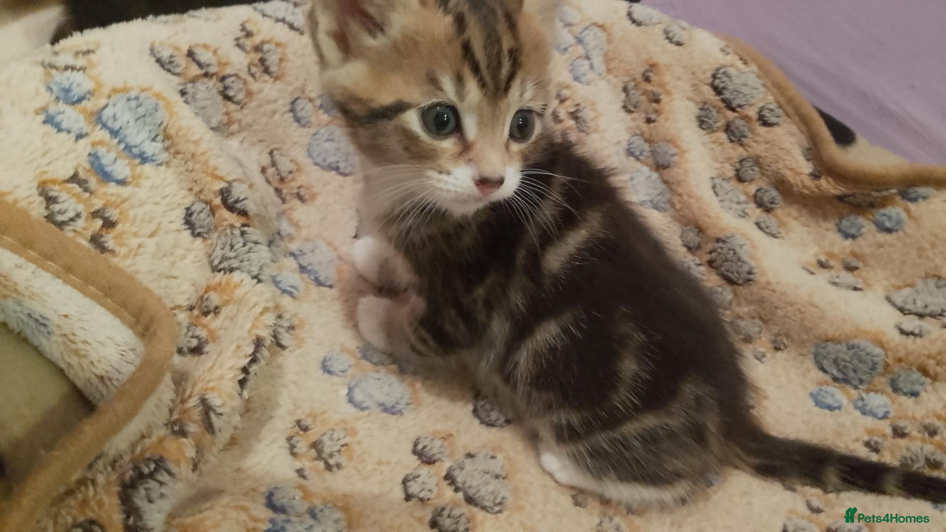 Domestic Shorthair cats Beautiful, Silky Soft, Furry, Adorable Kittens - Advert 9