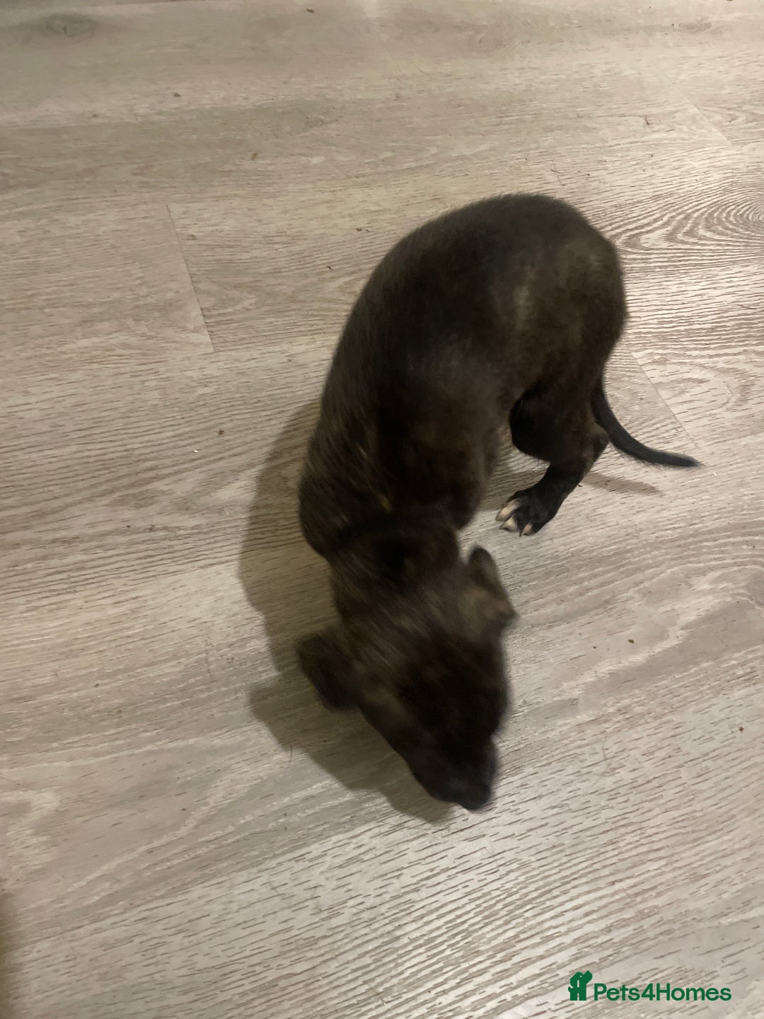 Lurcher dogs for sale: Greyhound/deerhound brindle lurchers - Advert 22