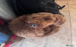 Poodle dogs for sale: KC Red fox miniature toy poodle. Ready now - Image 8