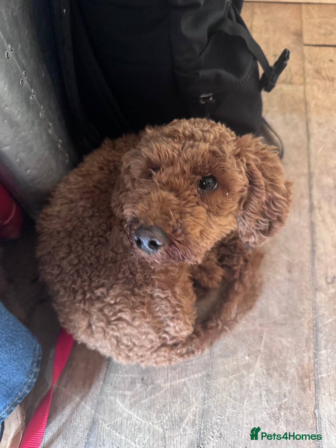 Poodle dogs for sale: KC Red fox miniature toy poodle. Ready now - Image 8