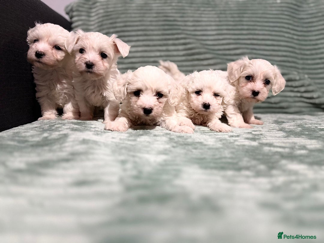 Bichon Frise dogs for sale: Pure BREED Bichon Frise - Advert 4
