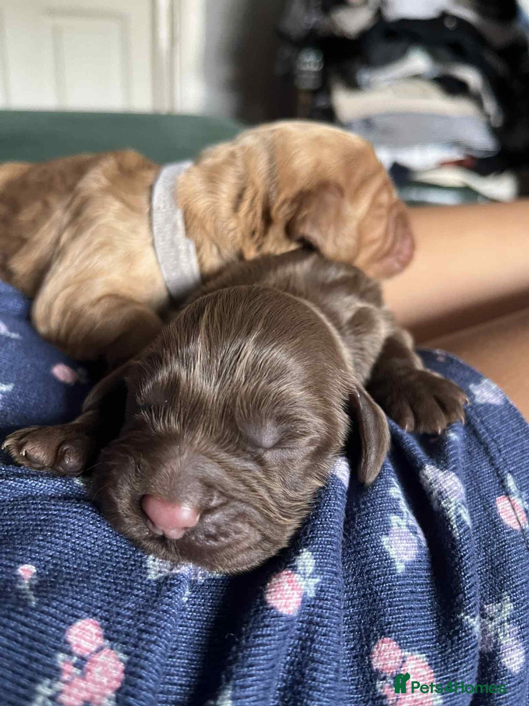 Cocker Spaniel dogs for sale: Working Cocker Spaniel Puppy’s  - Image 5