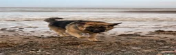 German Shepherd dogs for sale: Male German Shepherd- sad rehome  - Advert 13
