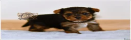 Yorkshire Terrier dogs for sale: BLUEBERRY MERLE AND BLACK & TAN BOYS DNA TESTED - Advert 9