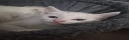 Siamese cats for sale: 3 beautiful kittens  - Advert 5