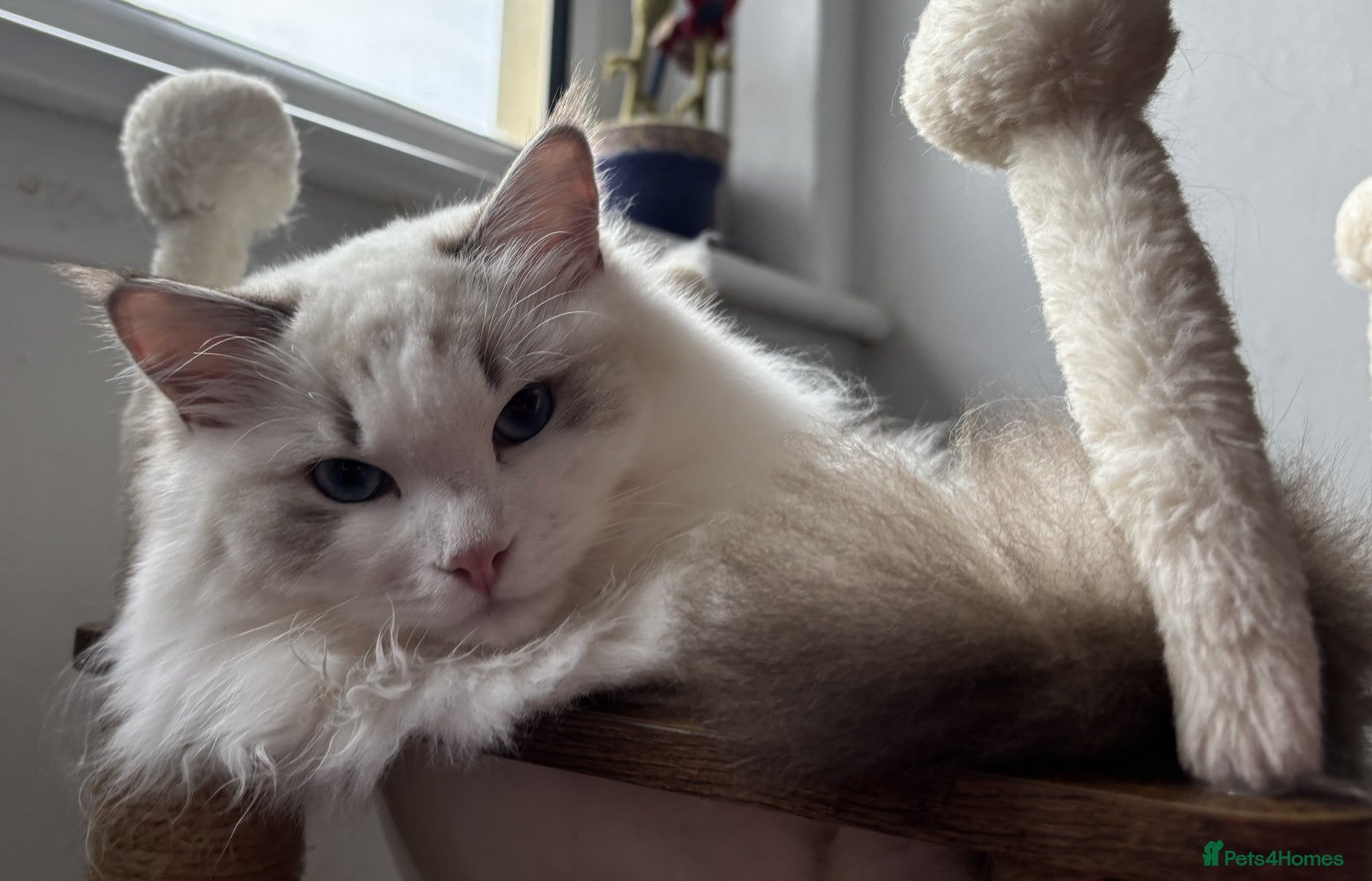 Ragdoll cats Playful Pedigree Ragdoll Kittens Available - Advert 1