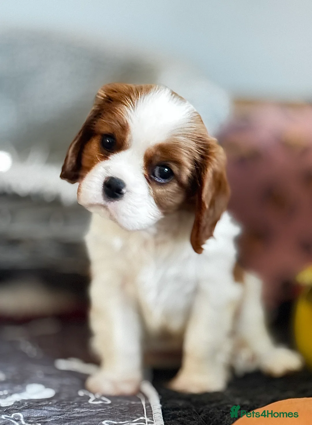 Cavalier King Charles Spaniel dogs for sale: 2 amazing girls Cavalier King Charles Spaniels  - Advert 12