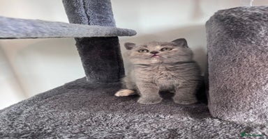 British Shorthair cats - Advert 12
