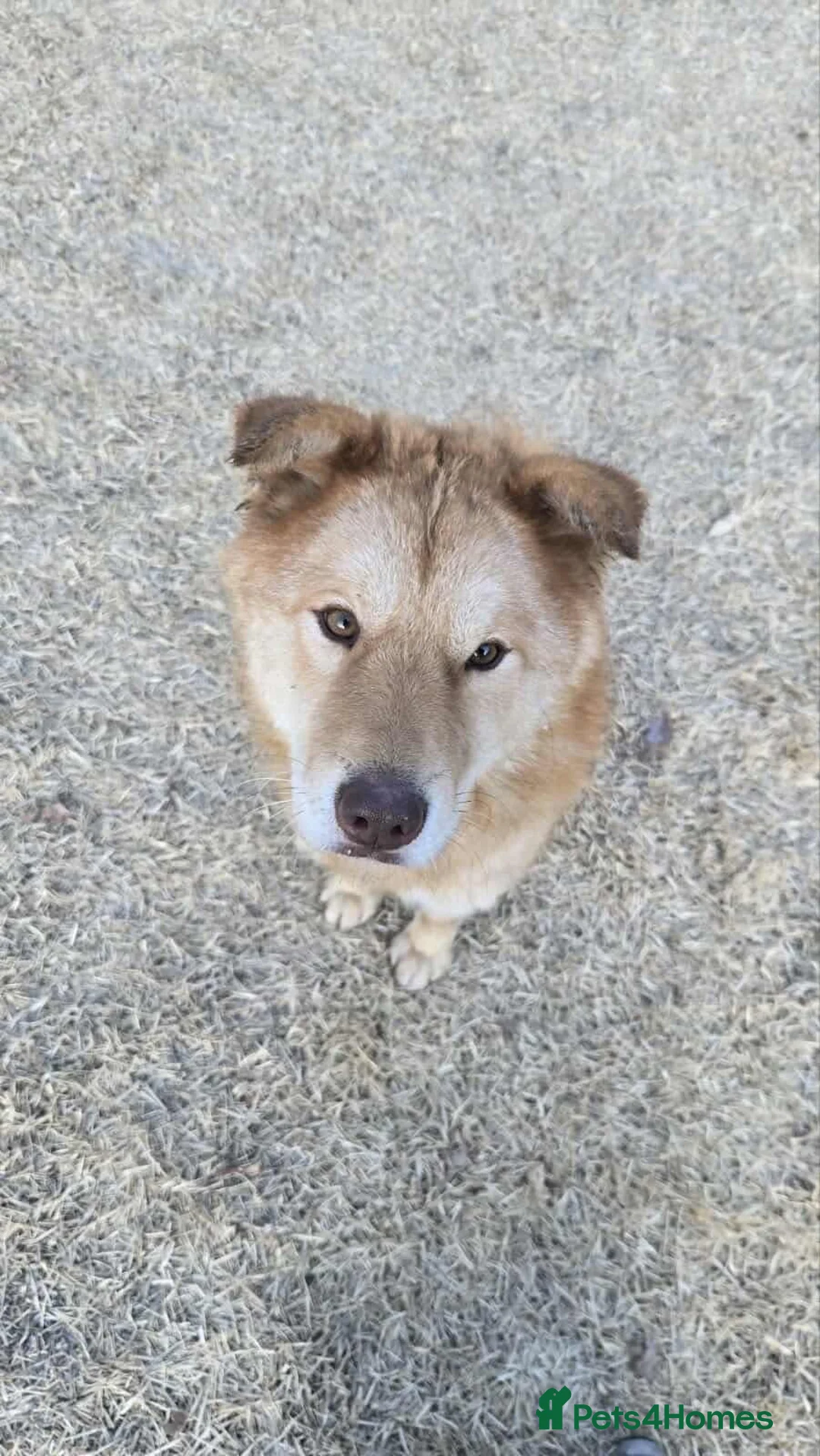 Korean Jindo dogs for adoption: Pumpkin 2 year  Jindo Korean  meat trade Survivor - Advert 3