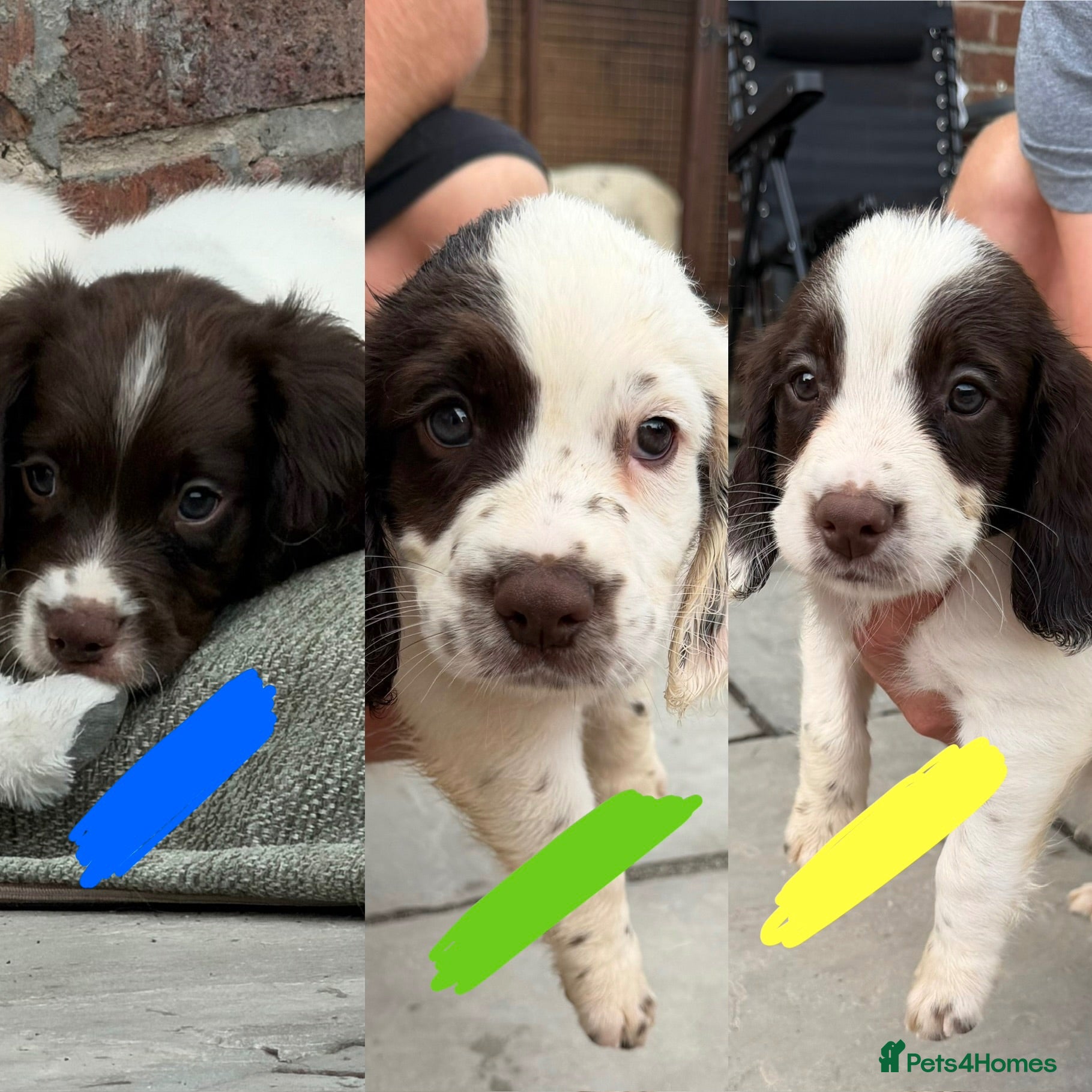 English Springer Spaniel dogs *Ready To Leave* English Springer Spaniel Pups - Advert 1