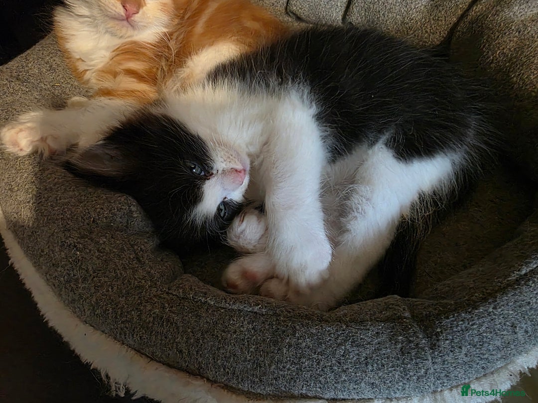 Maine Coon cats for sale: Polydactyl mainecoon/ragdoll 1 male left  - Image 4