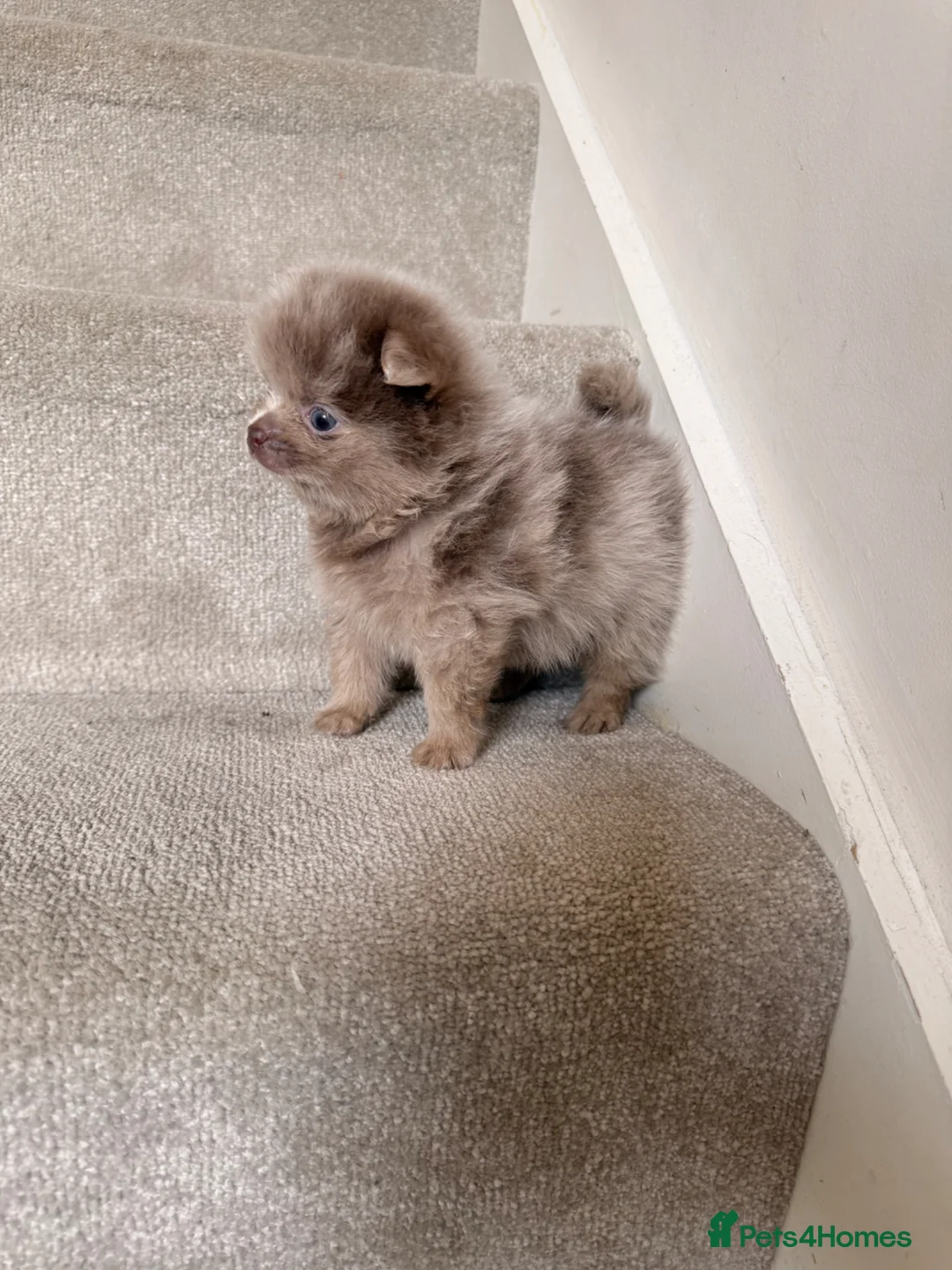 Pomeranian dogs for sale: Beautiful Pomeranian Puppies ❤️ - Advert 2