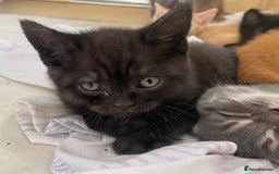 Mixed Breed cats for sale: Litter of mixed breed with British blue father  - Image 6