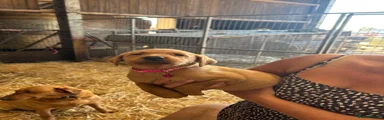 Labrador Retriever 6