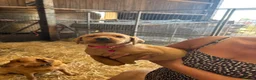 Labrador Retriever dogs for sale: Red fox Labrador puppies  - Advert 11