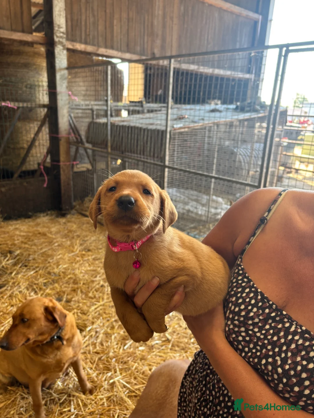 Labrador Retriever dogs for sale: Red fox Labrador puppies  - Advert 11