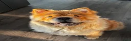 Chow Chow dogs for sale: Female chow - Advert 2
