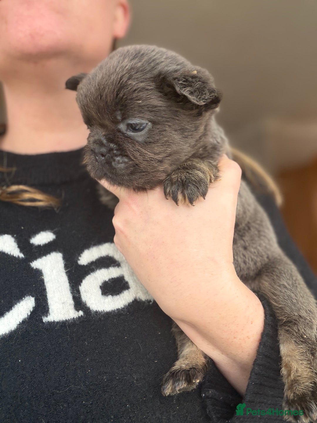 French Bulldog dogs for sale: Fluffy French bulldog puppies health clear  - Advert 5