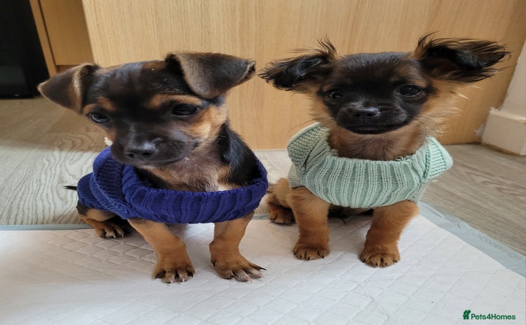 Mixed Breed dogs - Advert 14