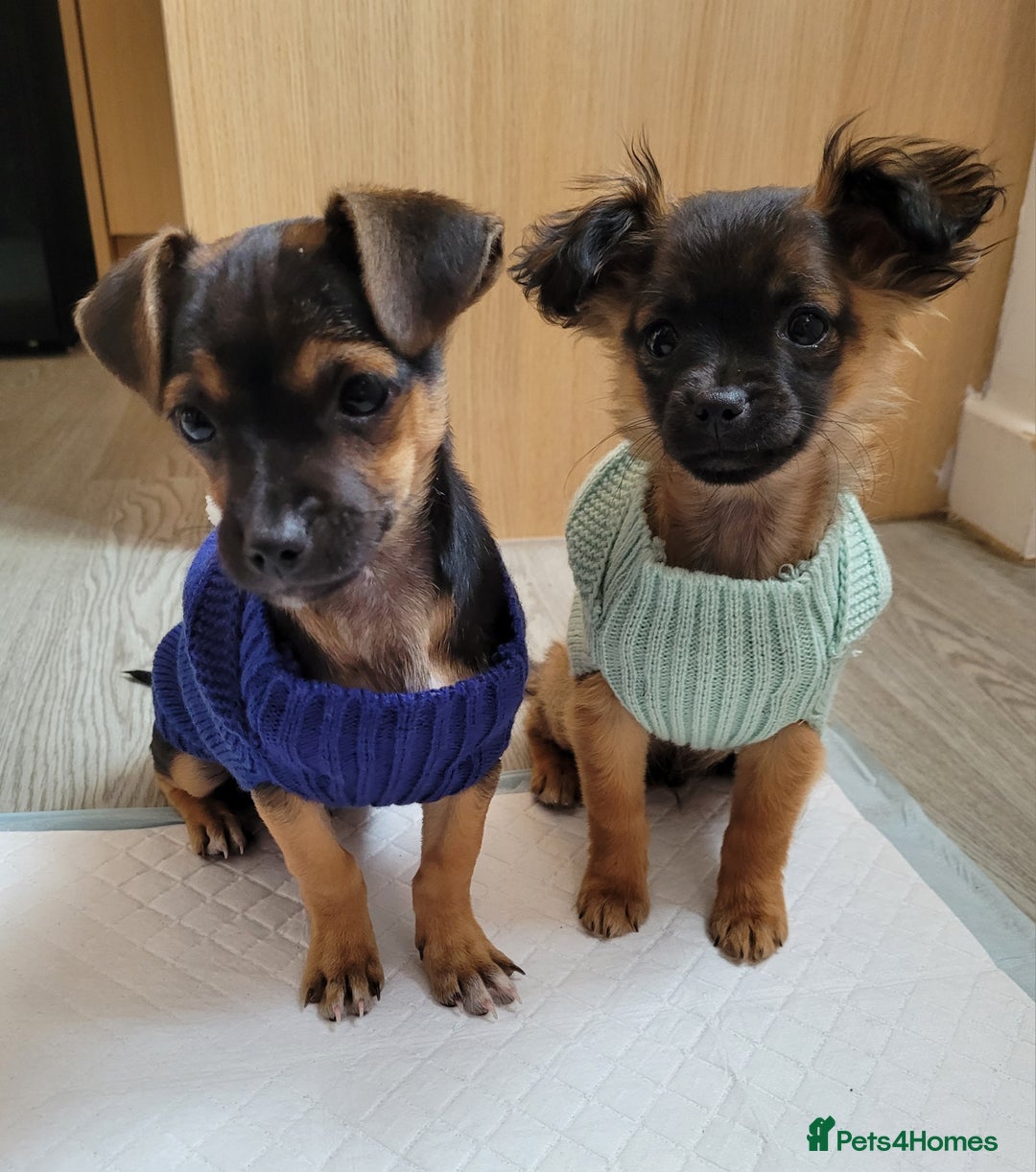 Mixed Breed dogs for sale: Chihuahua x jack males - Image 1