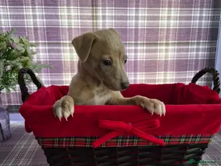 Whippet dogs Last Blue Brindle Boy - KC Registered-Champion🏆 - Advert 4