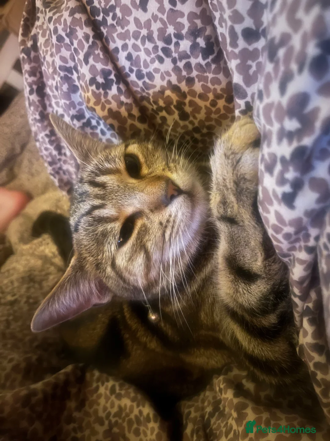 Mixed Breed cats for sale: 2 beautiful male kittens  in Leeds - Advert 1
