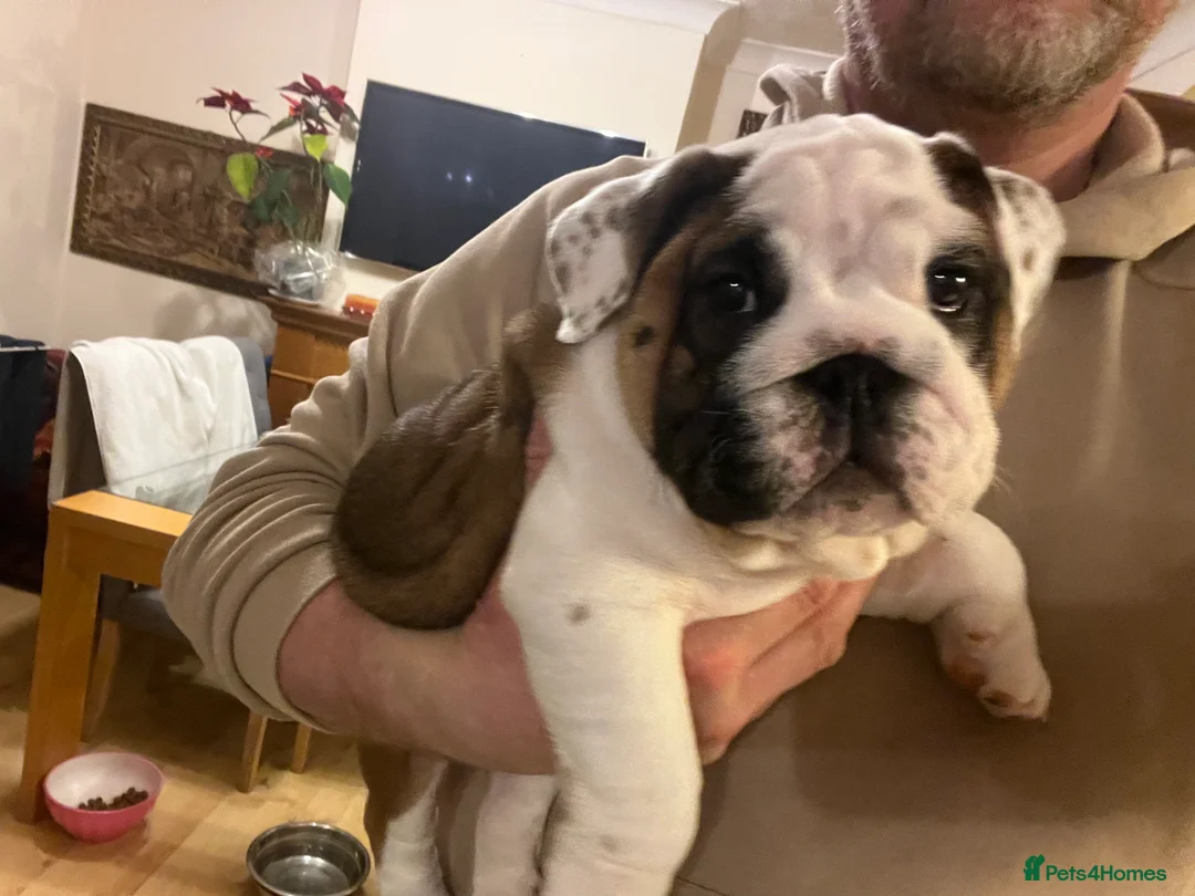 English Bulldog dogs for sale: English bulldogs - Advert 30