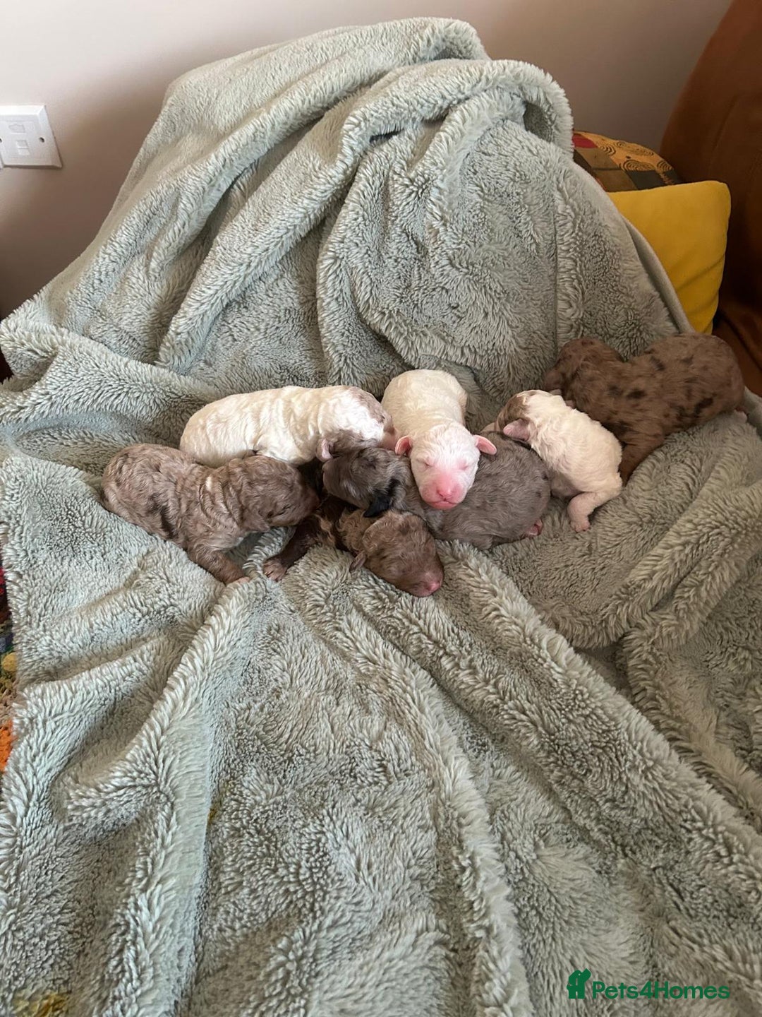 Labradoodle dogs for sale: Australian Labradoodle Puppies - Advert 15