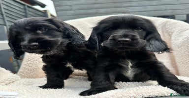 Cocker Spaniel dogs *READY NOW* 1 LEFT KC Show Cocker Spaniel Puppies - Advert 2