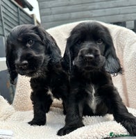 Cocker Spaniel dogs *READY NOW* 1 LEFT KC Show Cocker Spaniel Puppies - Advert 2
