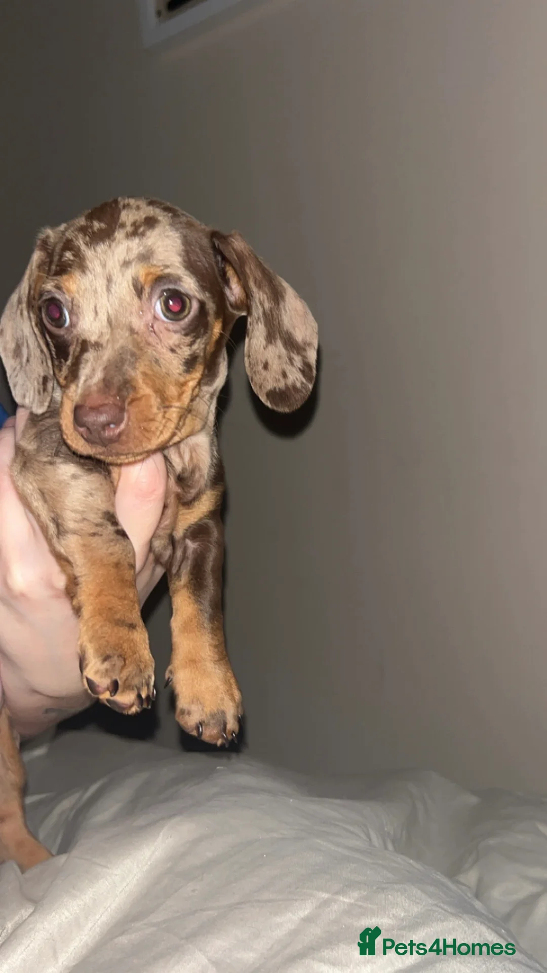 Miniature Dachshund dogs for sale: Female dapple miniature KC reg 💗 - Advert 2