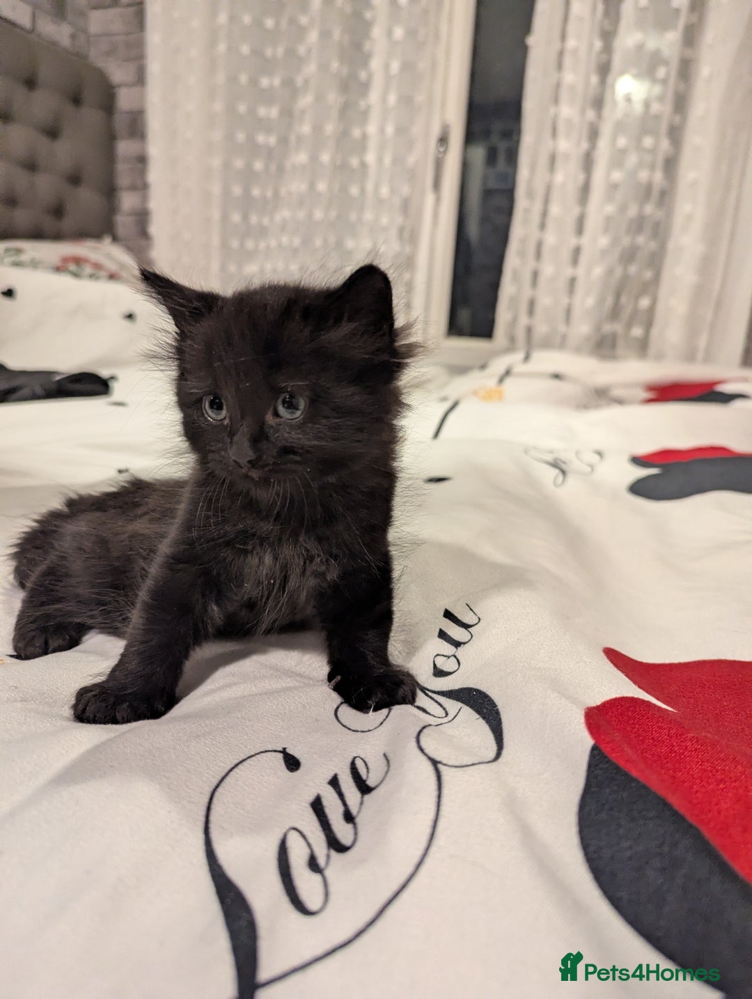 Bombay cats for sale: Beautiful kittens perfect for  **   ** s  - Advert 16