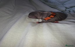 Staffordshire Bull Terrier dogs for sale: STAFFORDSHIRE BULL TERRIOR PUPPIES - Image 14
