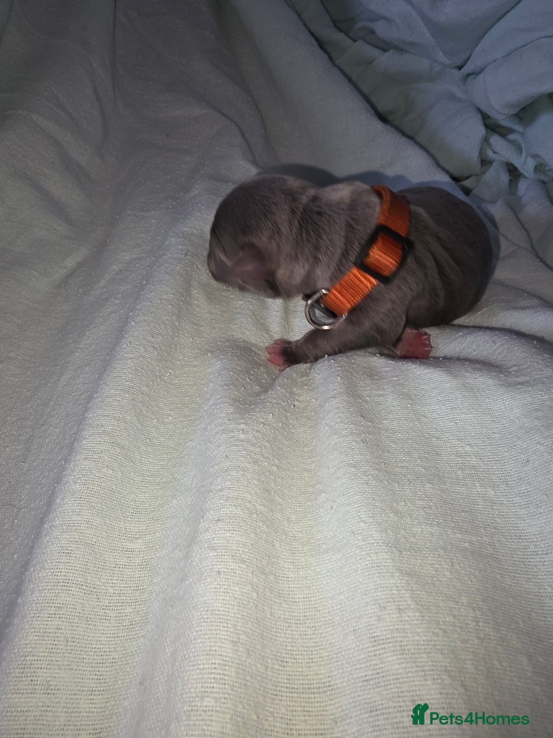 Staffordshire Bull Terrier dogs for sale: STAFFORDSHIRE BULL TERRIOR PUPPIES - Image 14