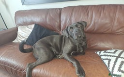 Cane Corso dogs for sale: Cane Corso looking for his new home. - Image 5