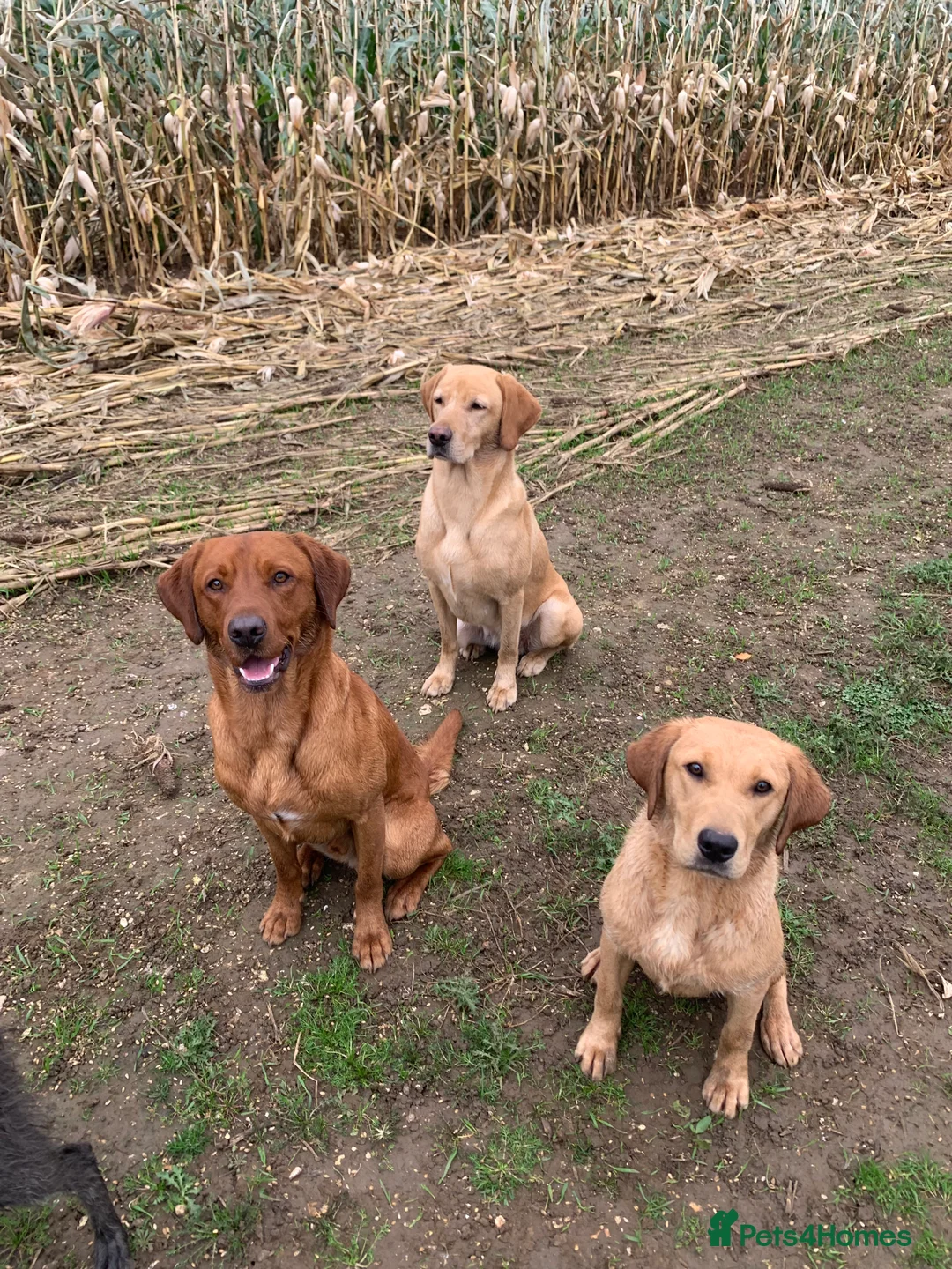 Labrador Retriever dogs for stud: KC reg, health tested Lab at Stud- Blazing bernard in Malton - Advert 5