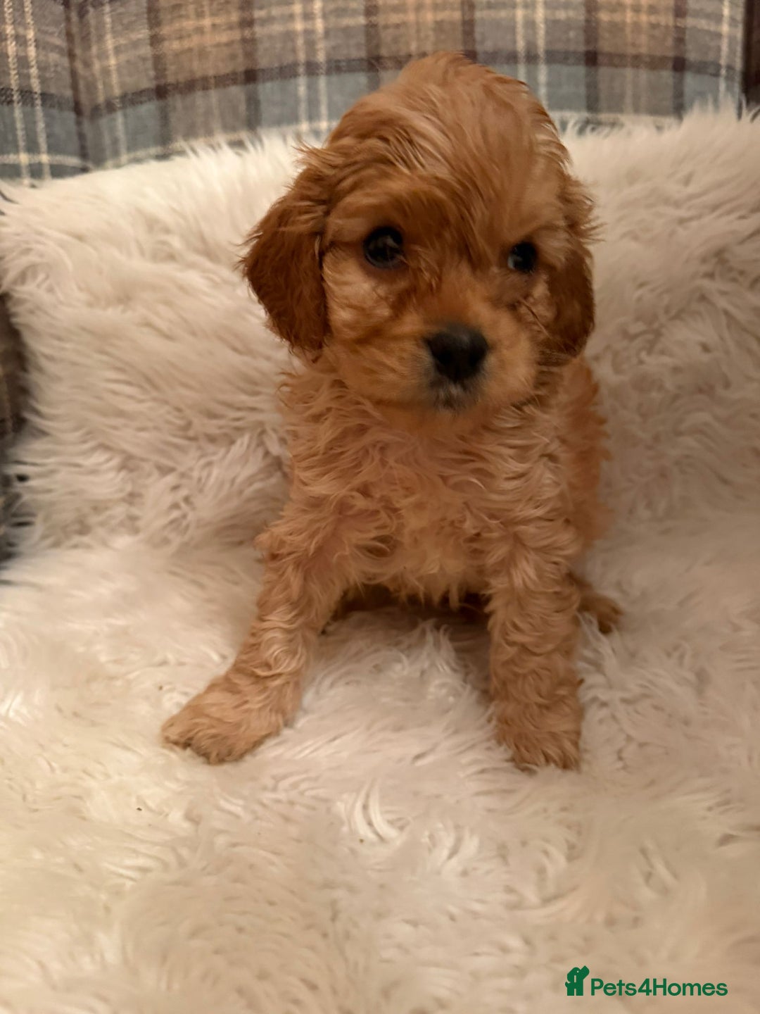 Cavapoo dogs for sale: Beautiful Boy Cavapoo puppies  - Image 3