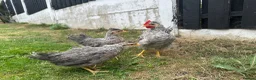 Chickens poultry for sale: Chickens  in Barnsley - Advert 1