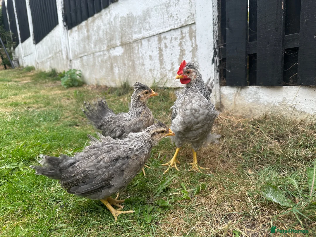 Chickens poultry for sale: Chickens  in Barnsley - Advert 1