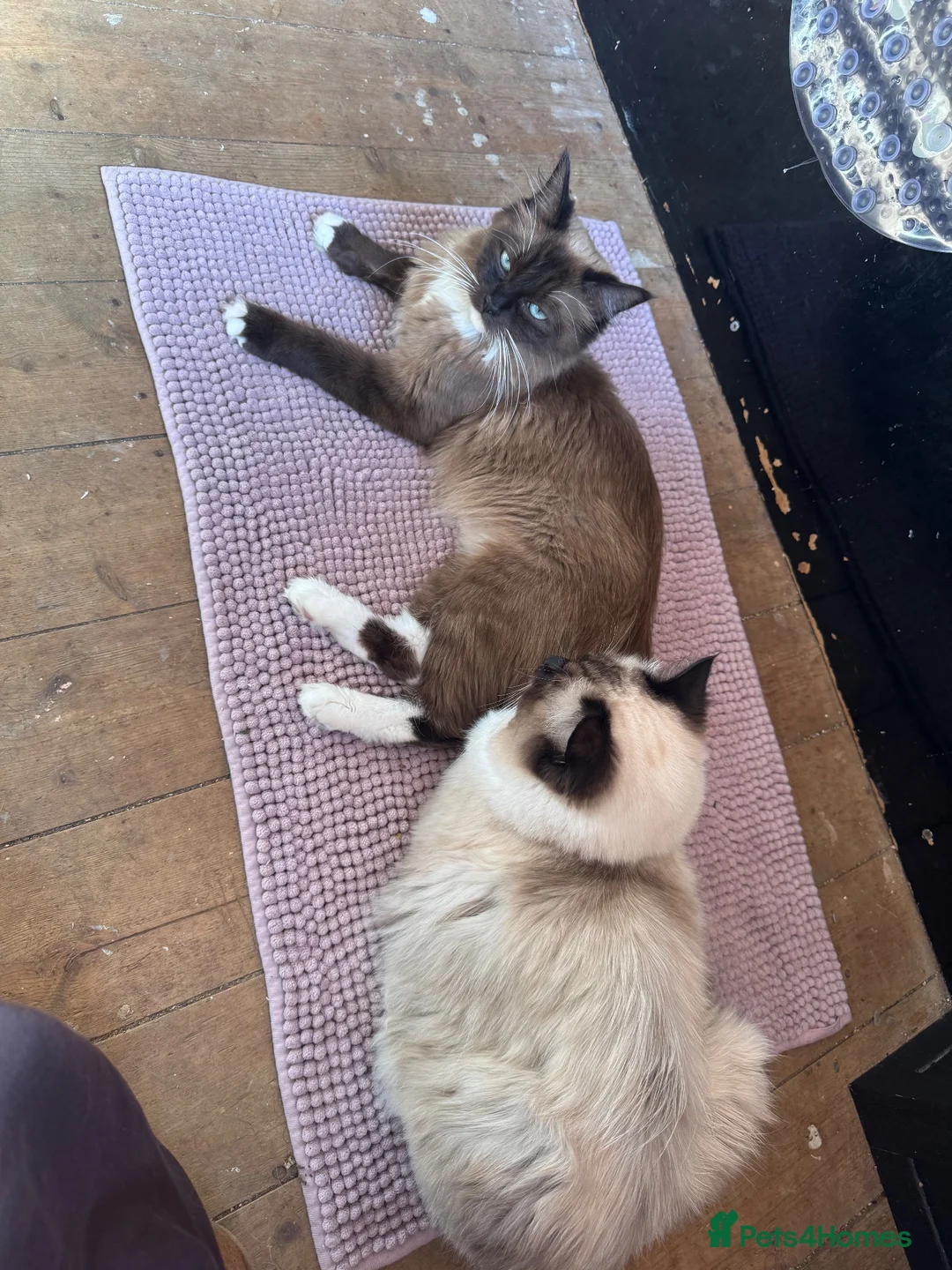 Ragdoll cats for sale: Mink & mink carrying ragdolls  - Advert 14