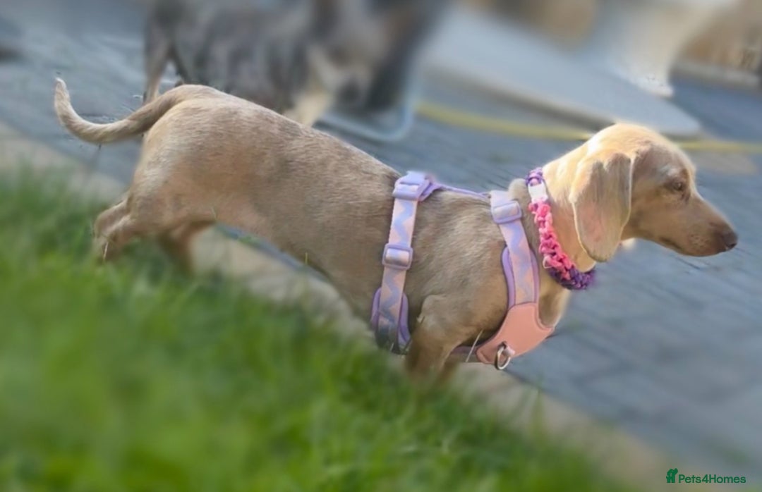 Miniature Dachshund dogs for sale: jelly the mini dachshund!! - Image 2