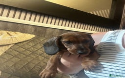 Dachshund dogs for sale: 7 Beautiful dachshund pups for sale!!! - Image 6