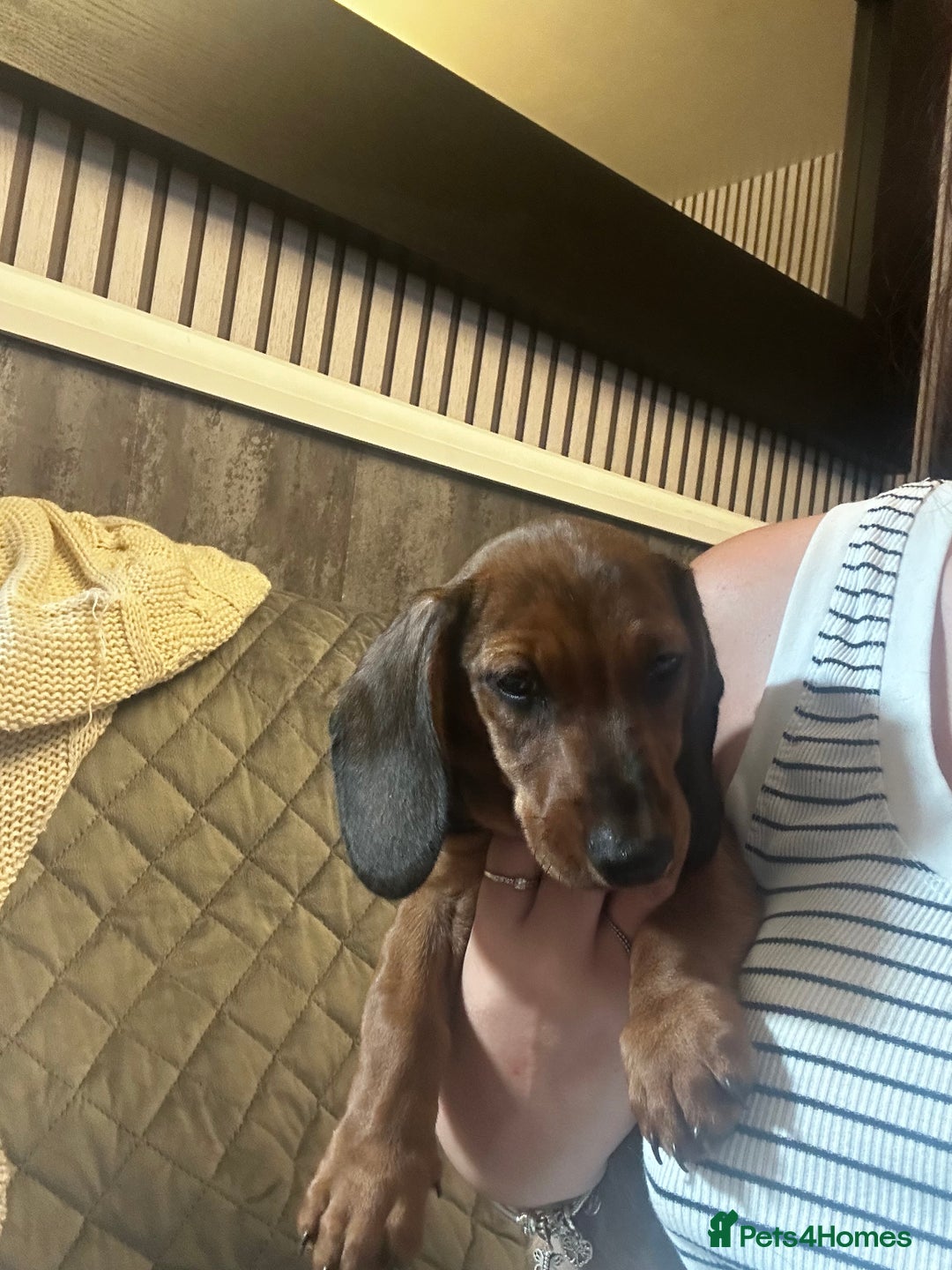 Dachshund dogs for sale: 7 Beautiful dachshund pups for sale!!! - Image 6