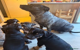 Mixed Breed dogs for sale: Ready for there forever homes  - Image 9