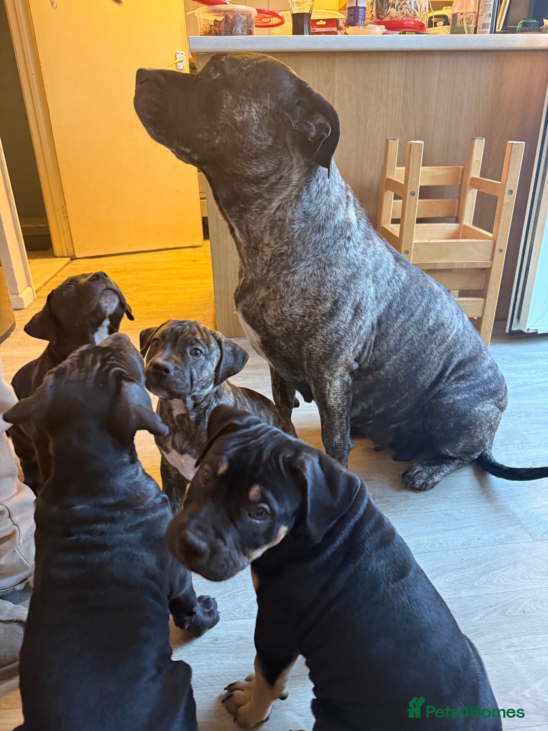 Mixed Breed dogs for sale: Ready for there forever homes  - Image 9