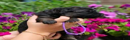 German Shepherd dogs for sale: Long Coat GSD black & tan  - Advert 22