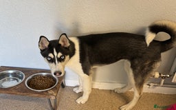 Siberian Husky dogs for sale: Siberian husky  - Image 2