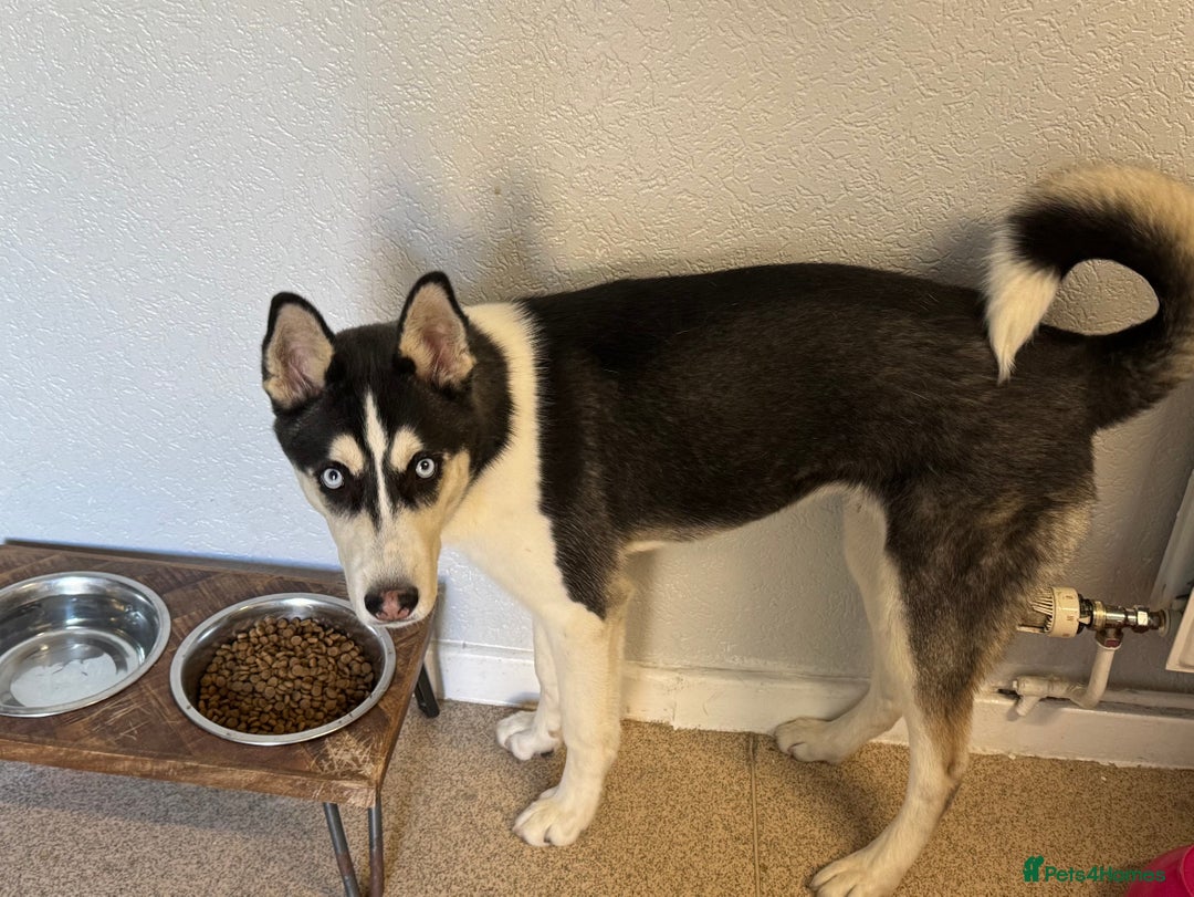 Siberian Husky dogs for sale: Siberian husky  - Image 2