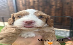 Cockapoo dogs for sale: F1 COCKAPOO PUPPIES 5🌟 LICENSED BREEDER  - Image 11